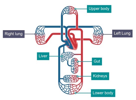 systemic circulation