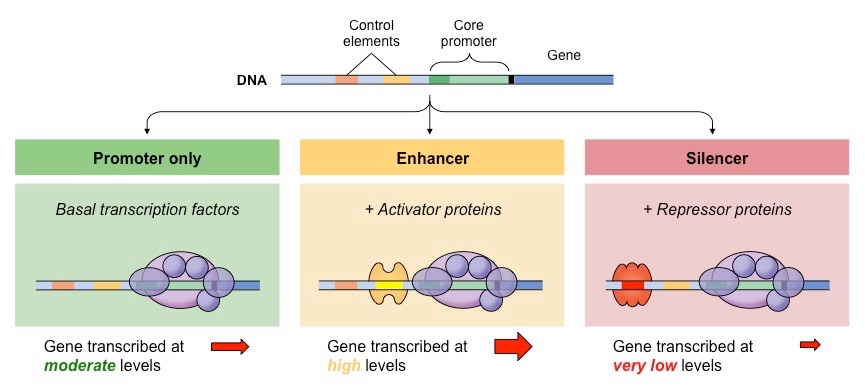 target gene regulation