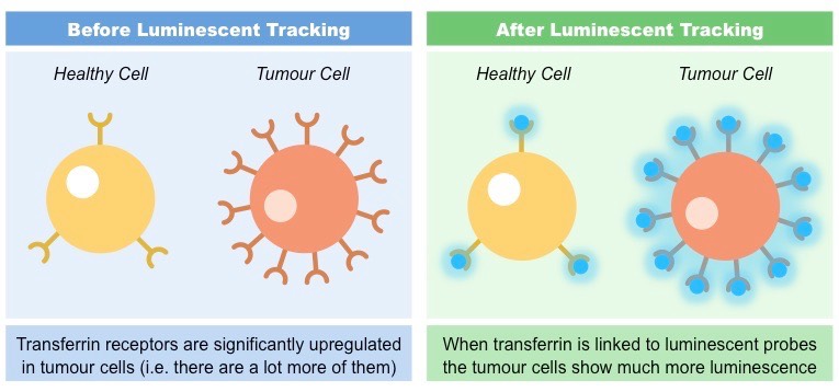 transferrin