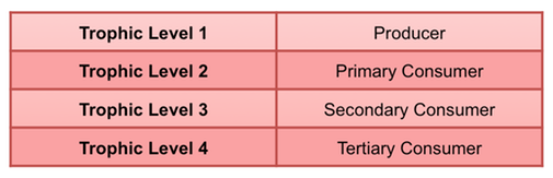 trophic level