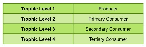 trophic levels