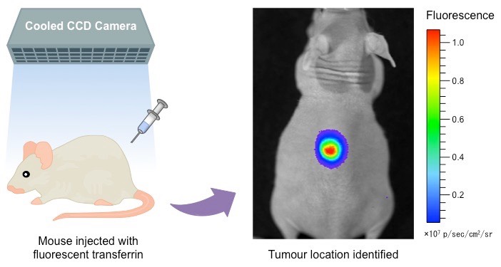 tumor tracking