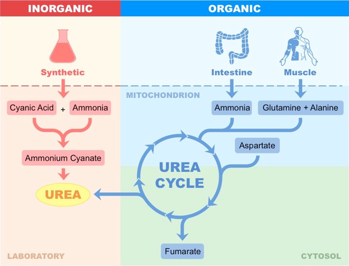 urea synthesis