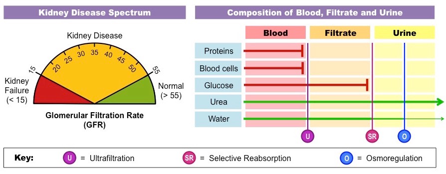 urinary analysis