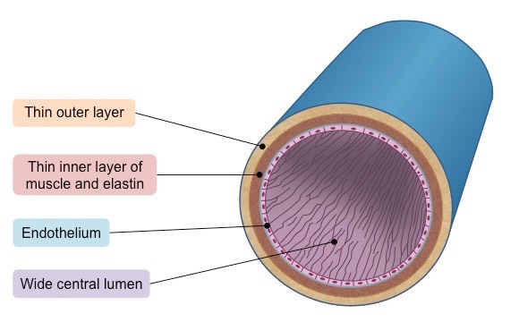 vein