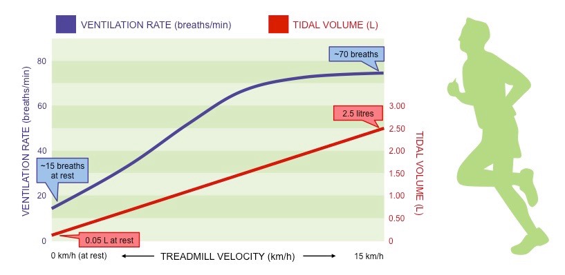 ventilation trends