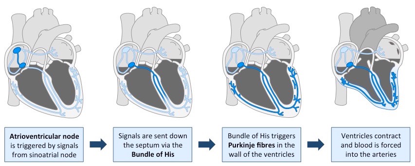 ventricular systole