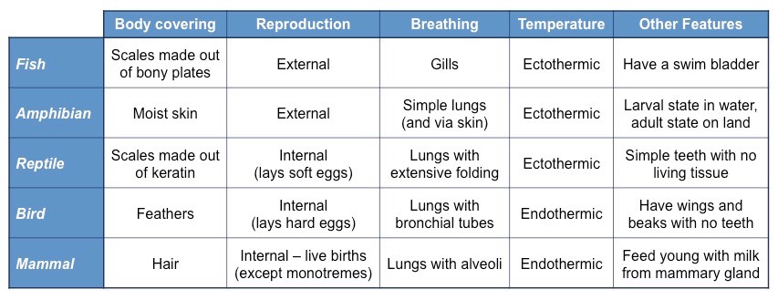 vertebrate table