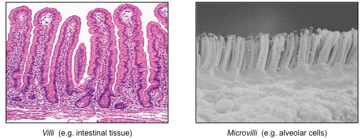 villi and microvilli