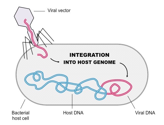 viral gene delivery