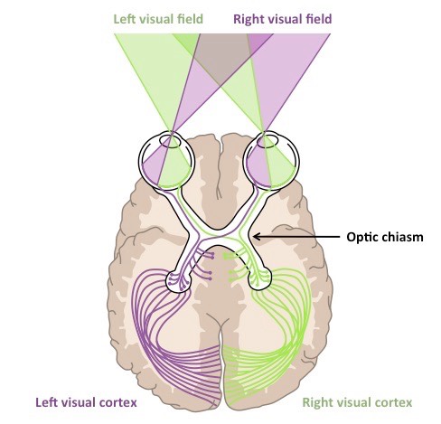 visual processing