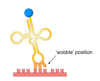 wobble hypothesis