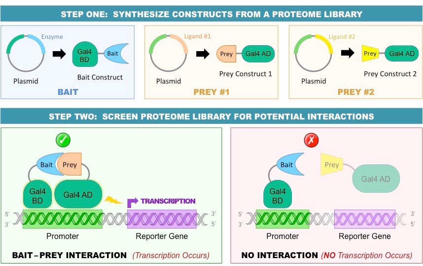 yeast-2-hybrid