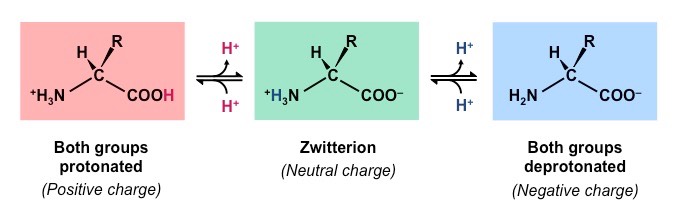 zwitterions