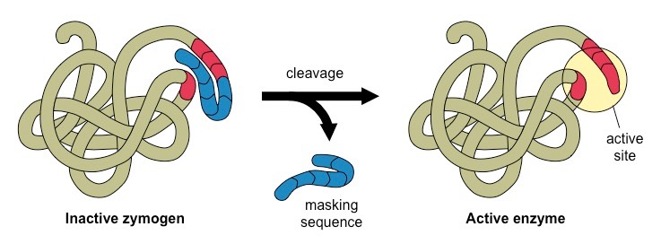 zymogen